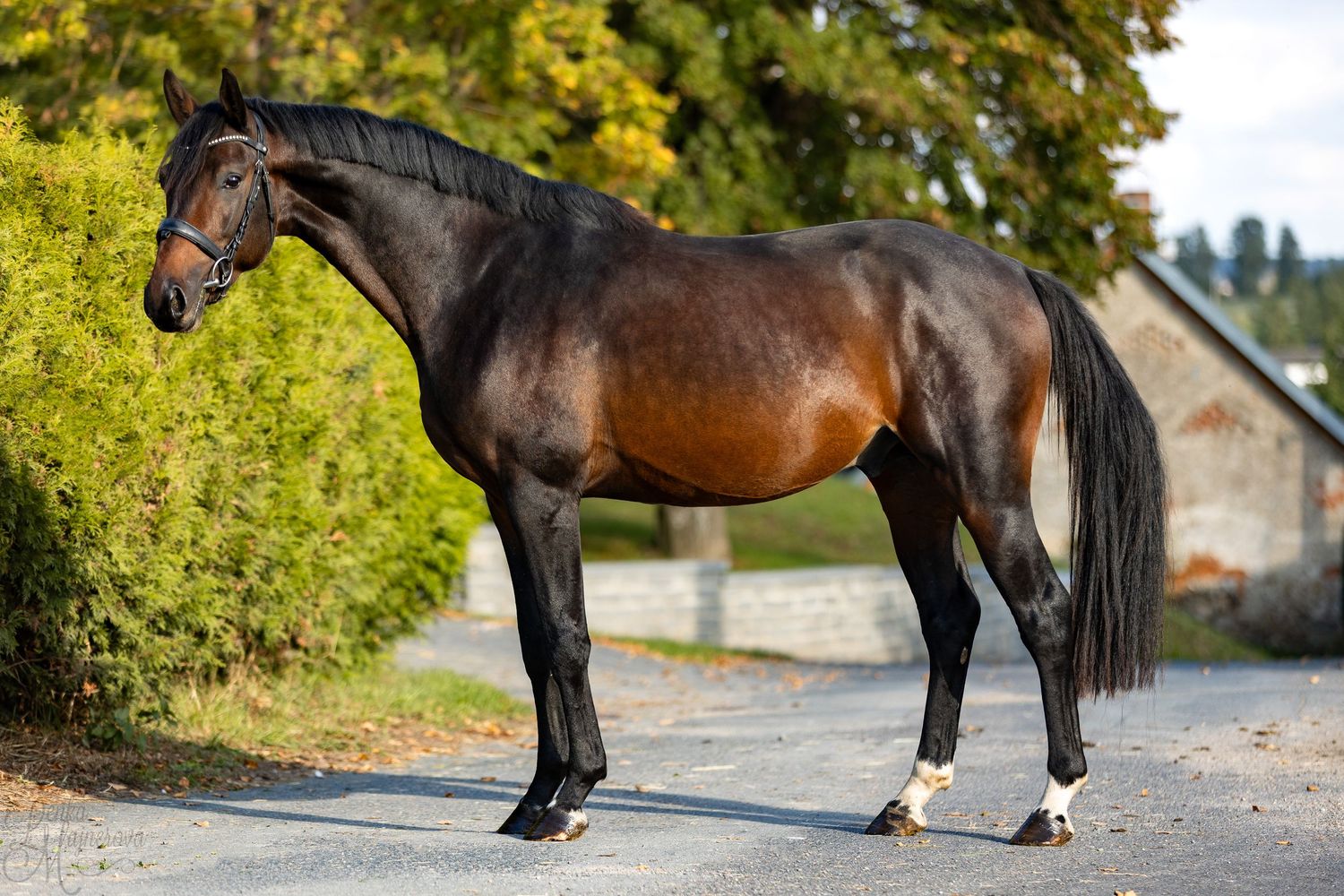 A majestic bay horse with black mane stands on a country road with autumn trees and buildings in the background.