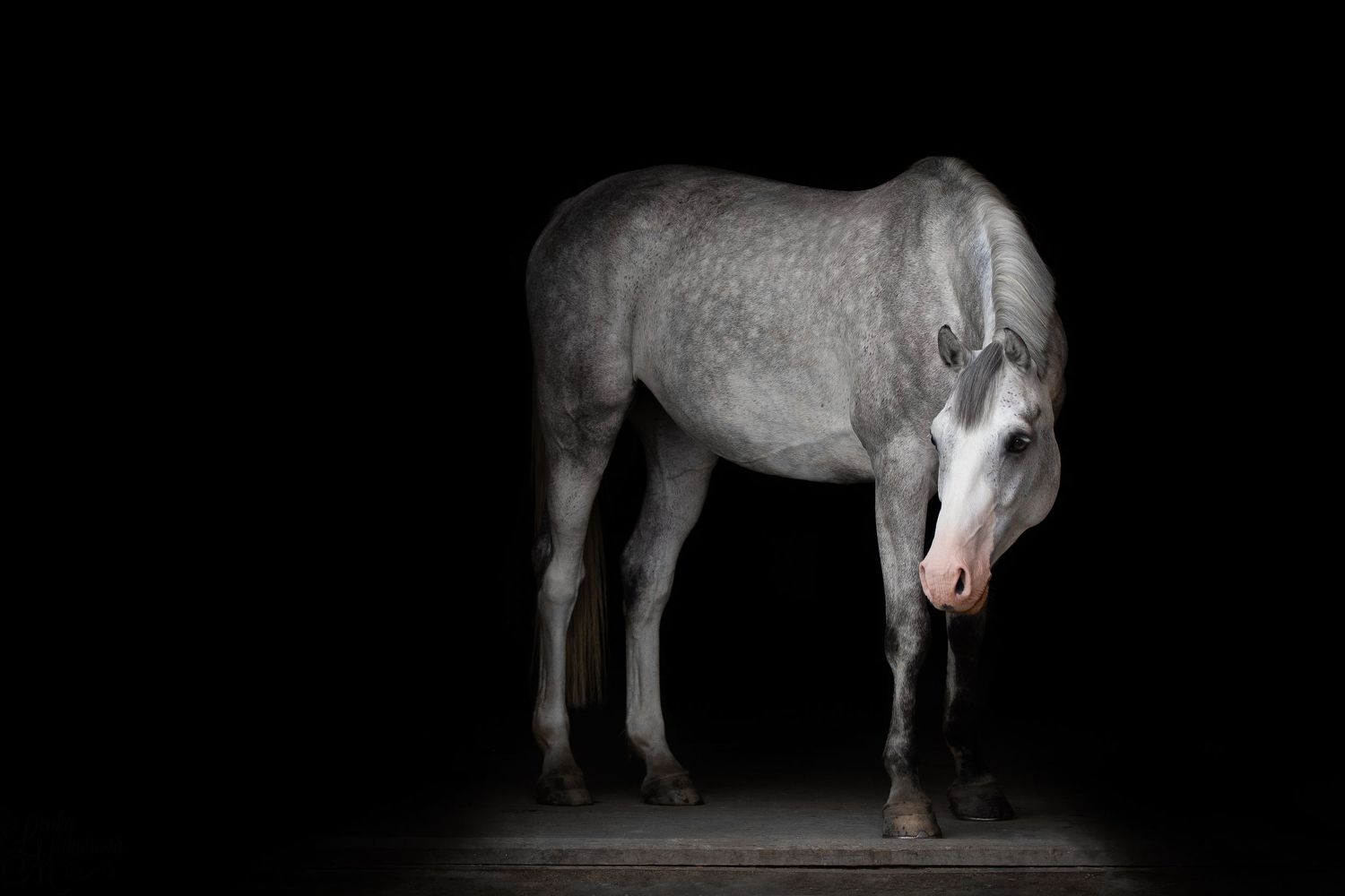 A grey horse standing dramatically against a black background in studio lighting.