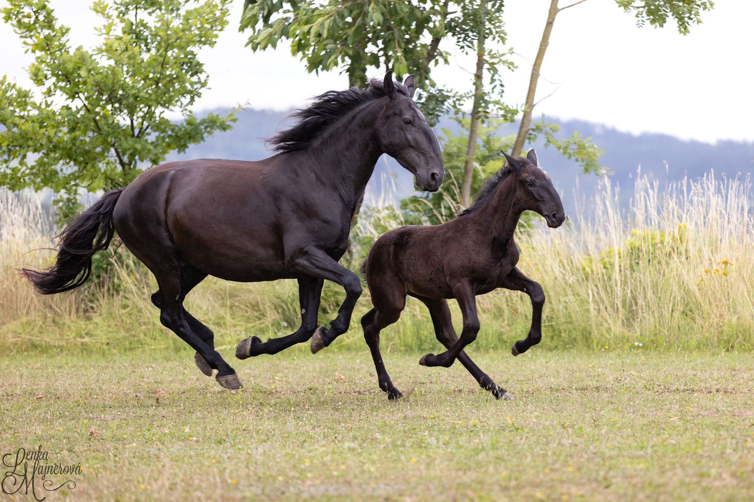 Two black horses galloping together through a grassy field with trees and mountains in the background.