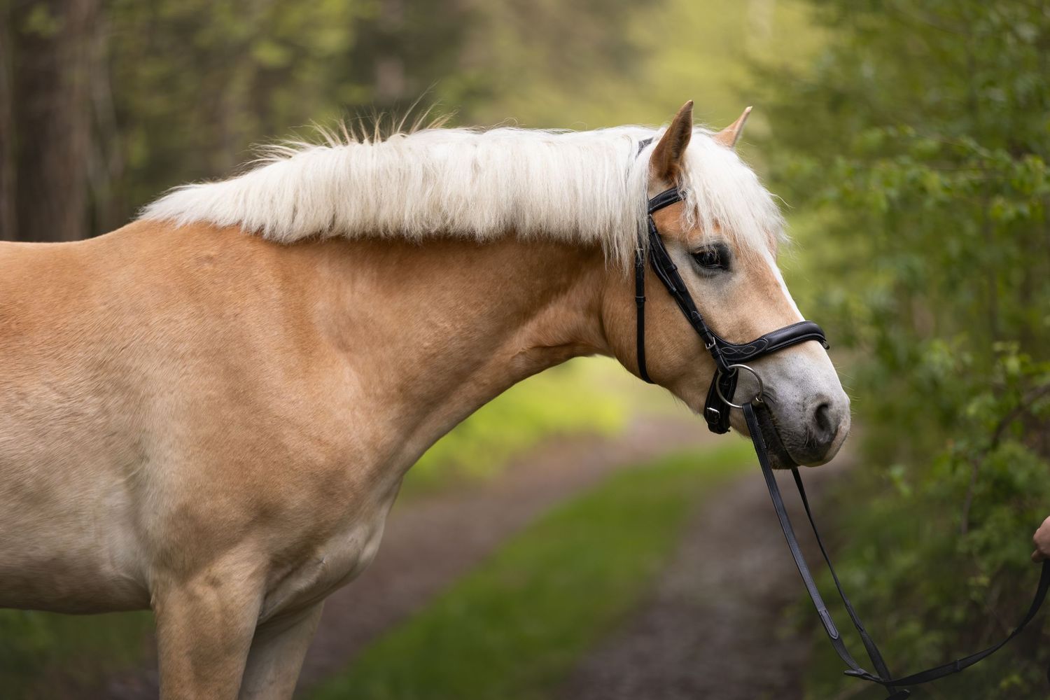A palomino horse with white mane wearing a bridle on a wooded path.