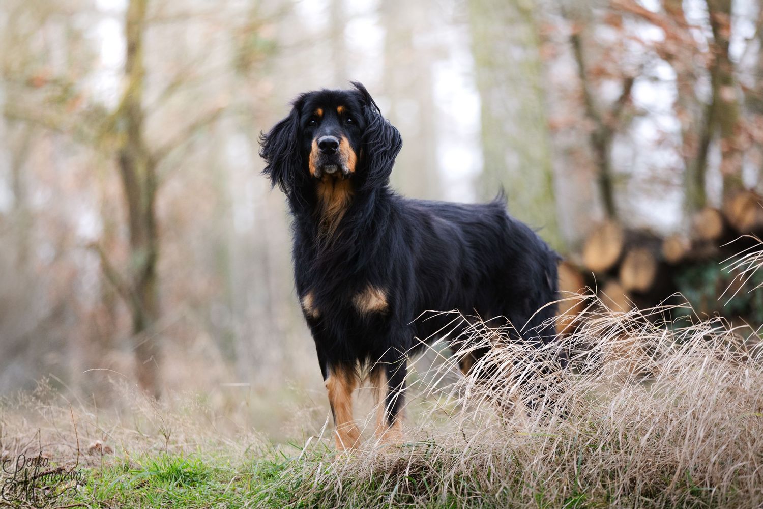 Black and tan dog standing alert in misty field with tall grass.