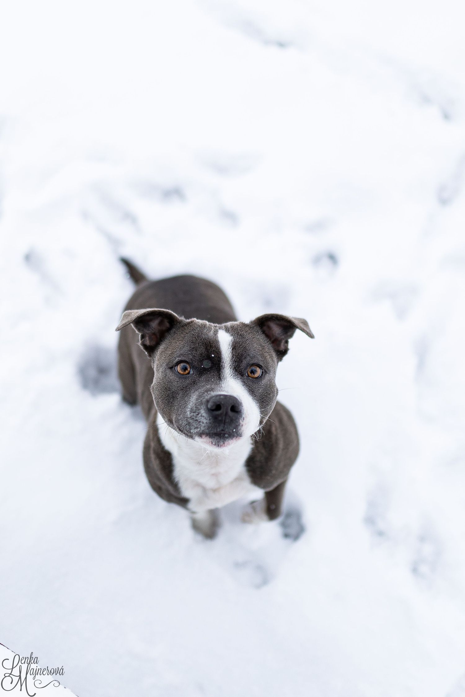 A black and white pit bull type dog looks up at camera while standing in snow.