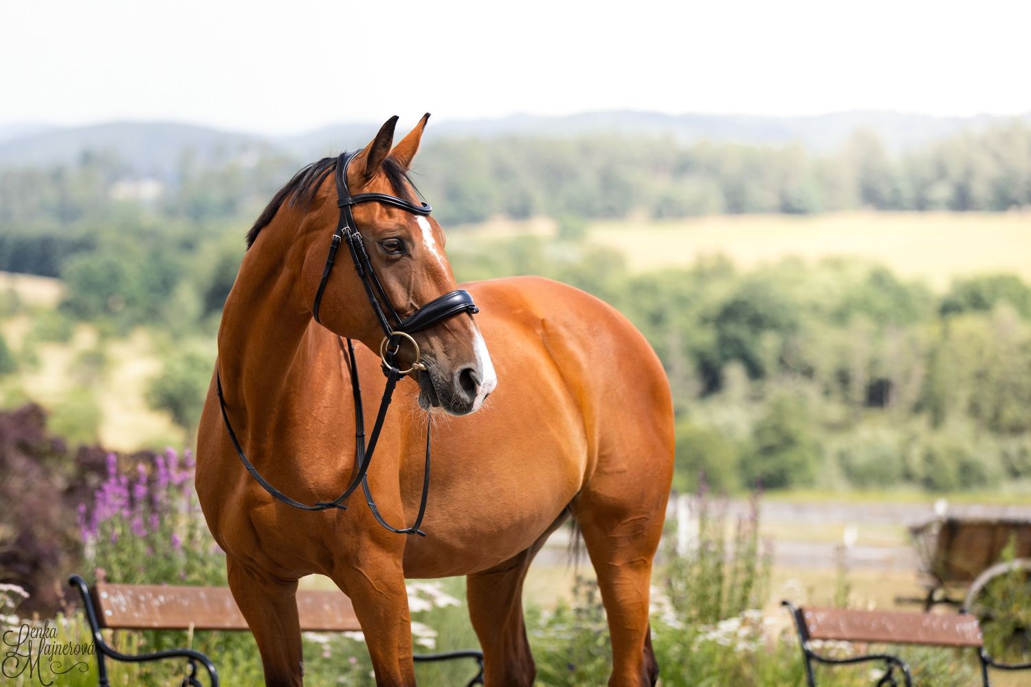 Chestnut horse with bridle standing proudly against scenic countryside backdrop.