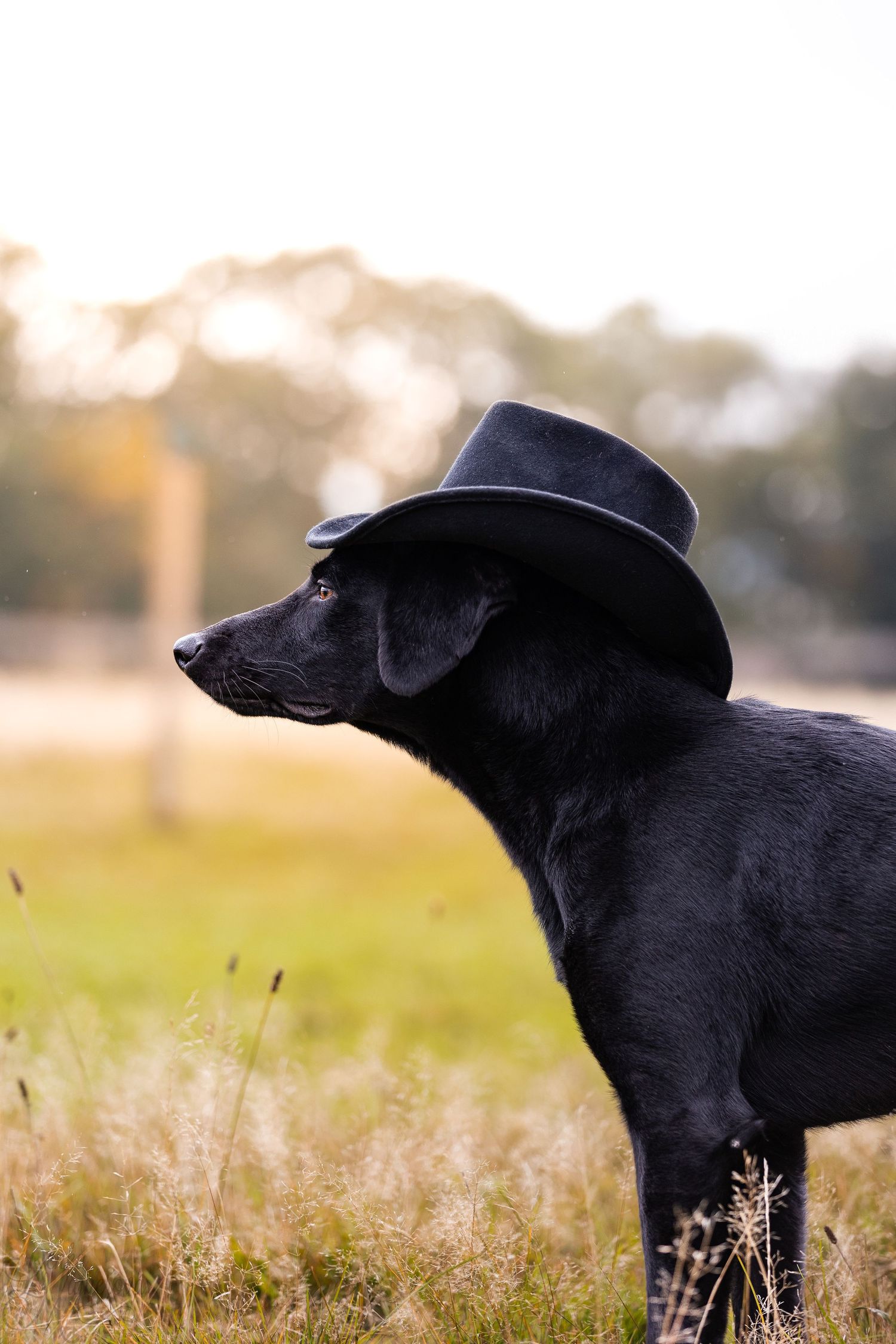 A black dog's profile silhouetted against a soft-focus grassy field at sunset.