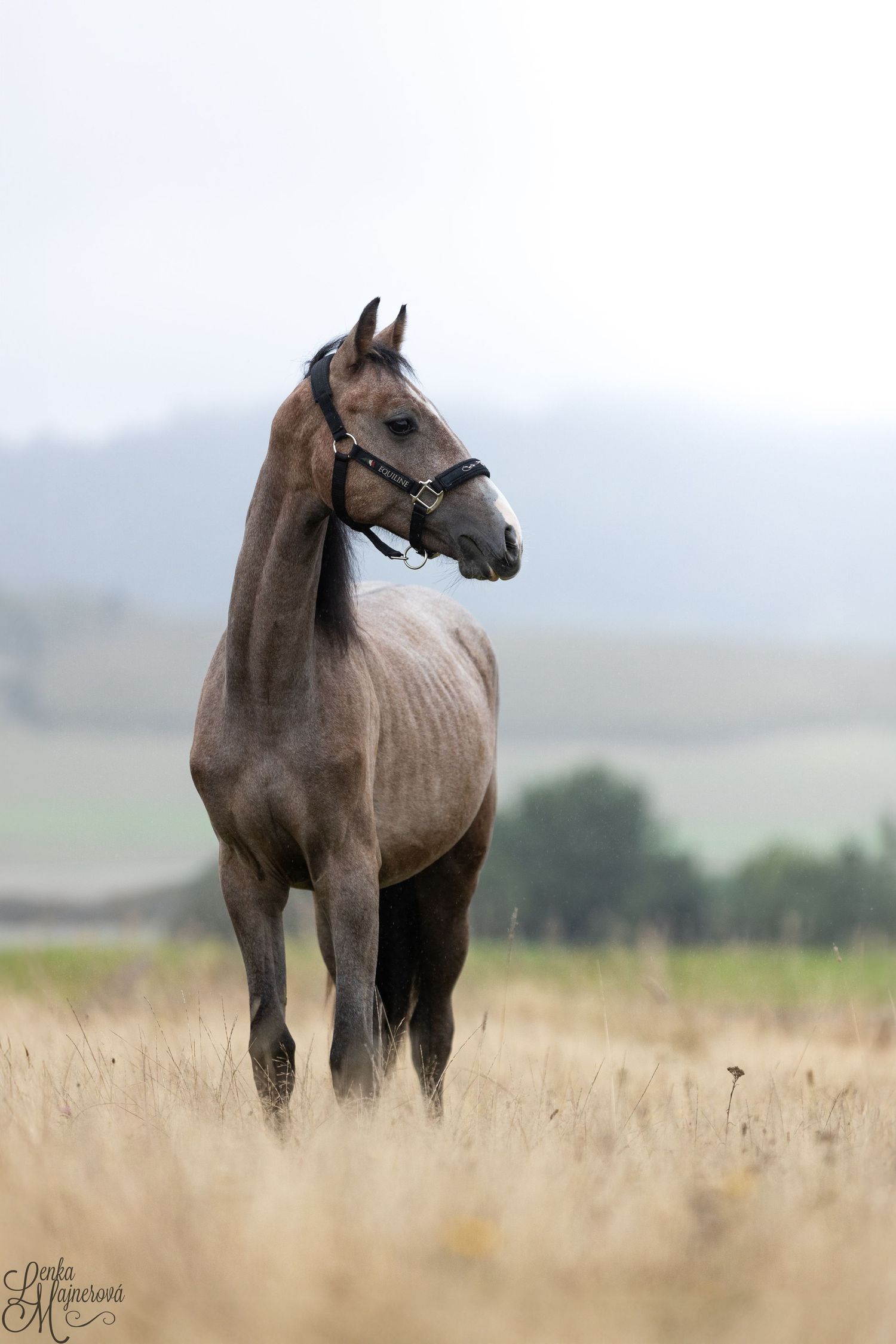 Majestic dark horse standing in tall grass field with mountains in the background.