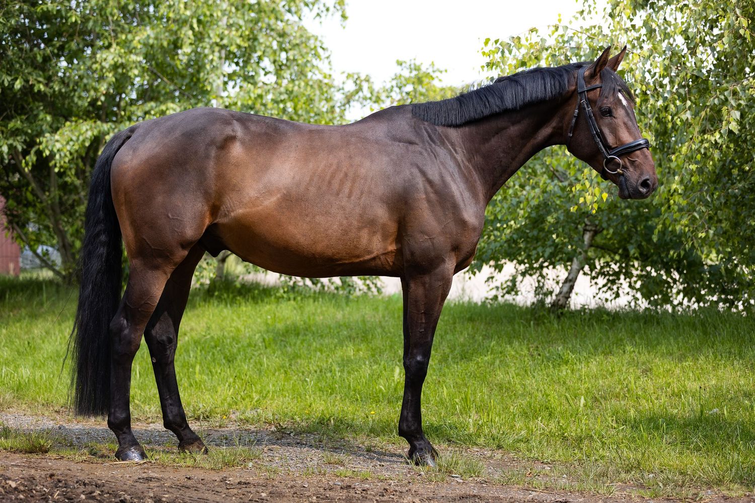 A series of detailed photographs showing different anatomical views of a brown horse standing in a grassy field.