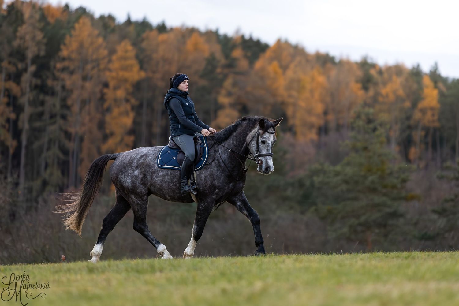 A dark horse cantering across an autumn field with a forest backdrop.