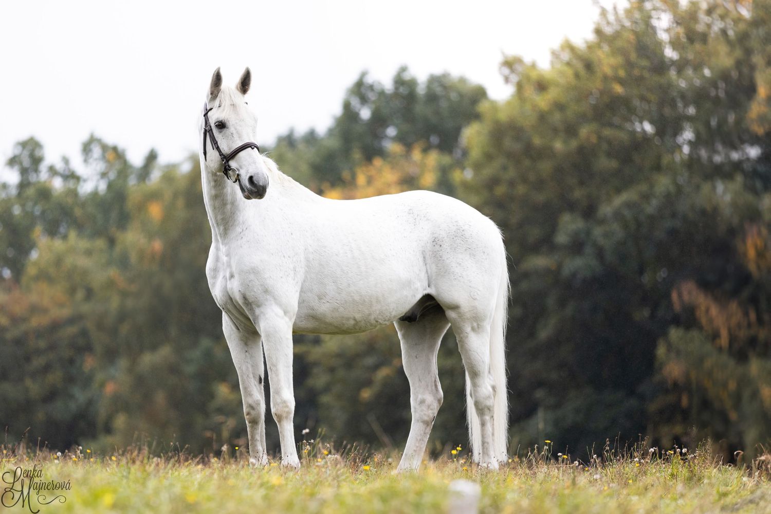 Beautiful white horse standing proudly on a hilltop against an autumn background.