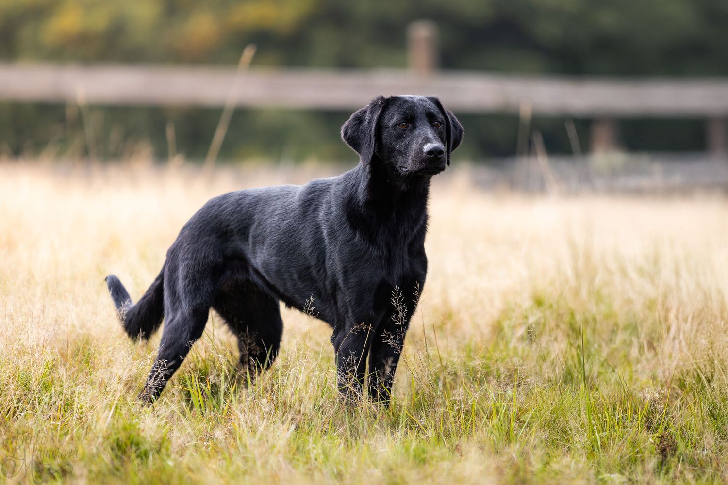 A black Labrador retriever stands alert in a golden field of tall grass during a sunny day.