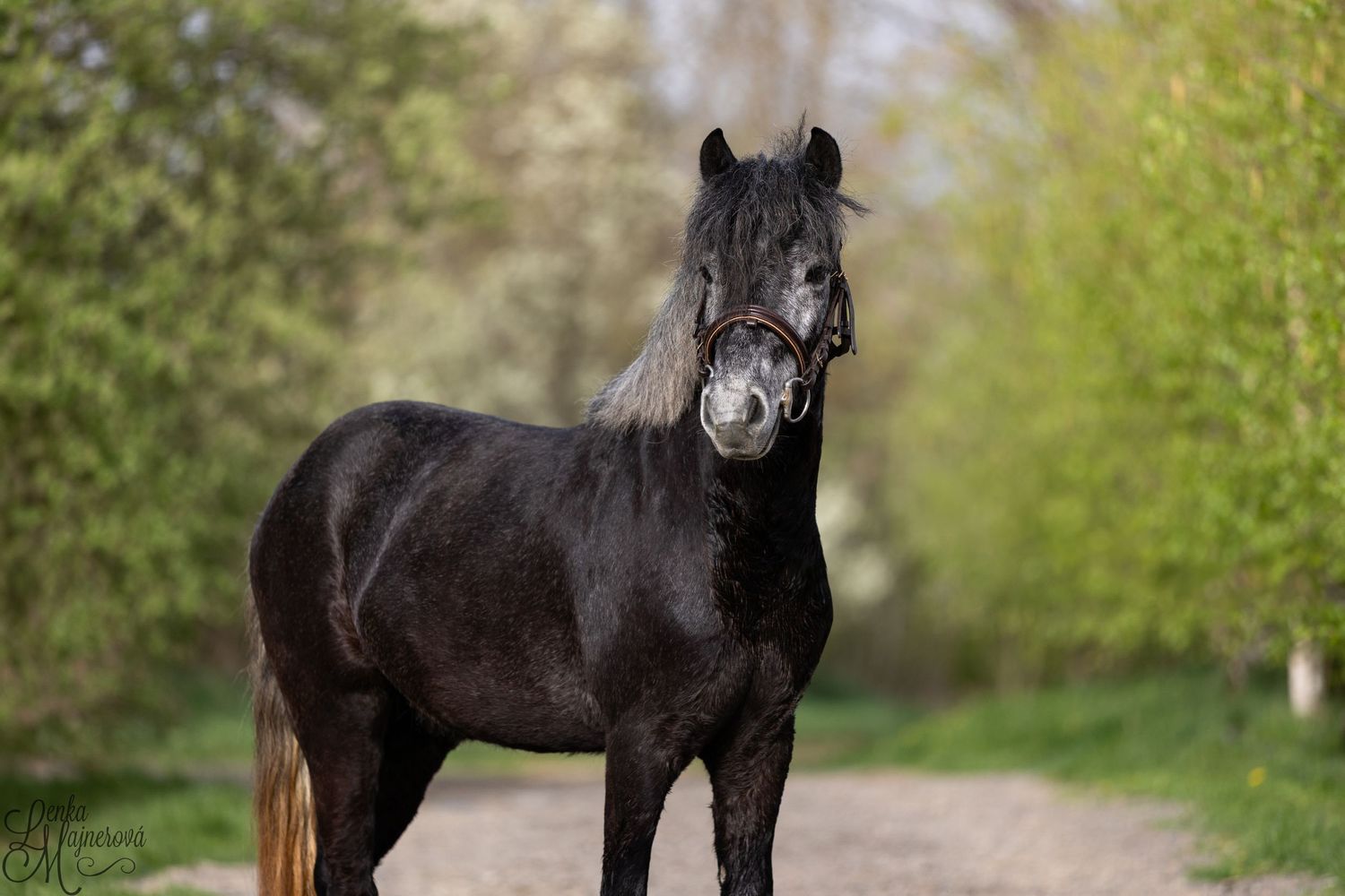 A black horse with long mane standing on a nature trail.