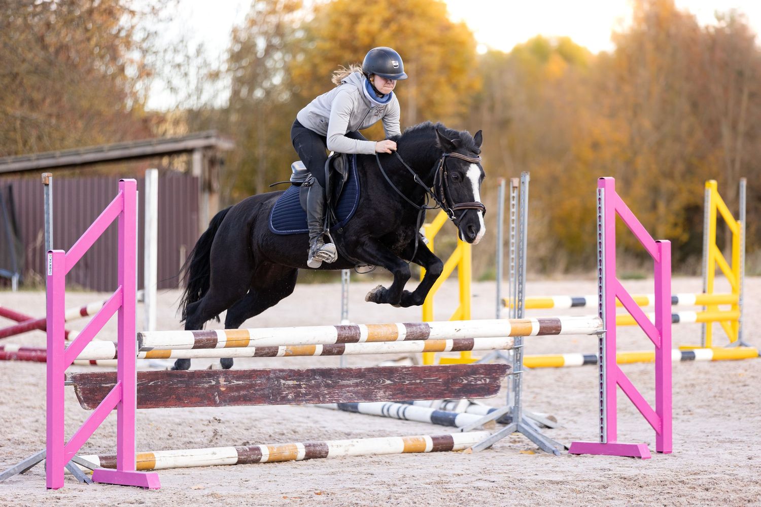 Multiple images showing horses and riders practicing jumps over colorful poles and obstacles on a training course.