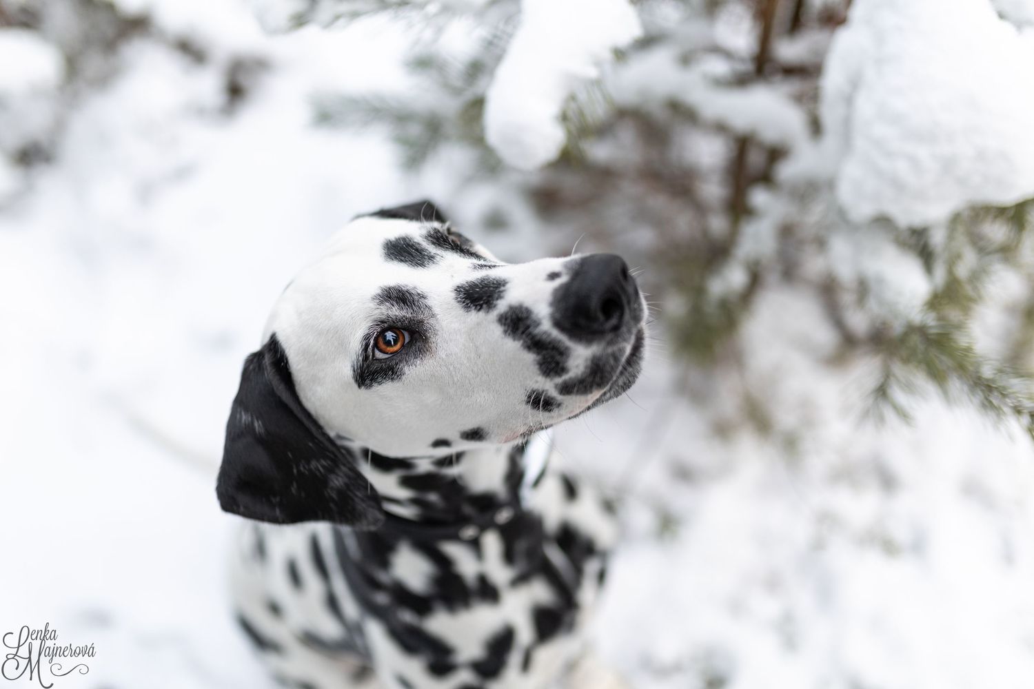 Close-up portrait of Dalmatian dog looking up in snowy winter scene.