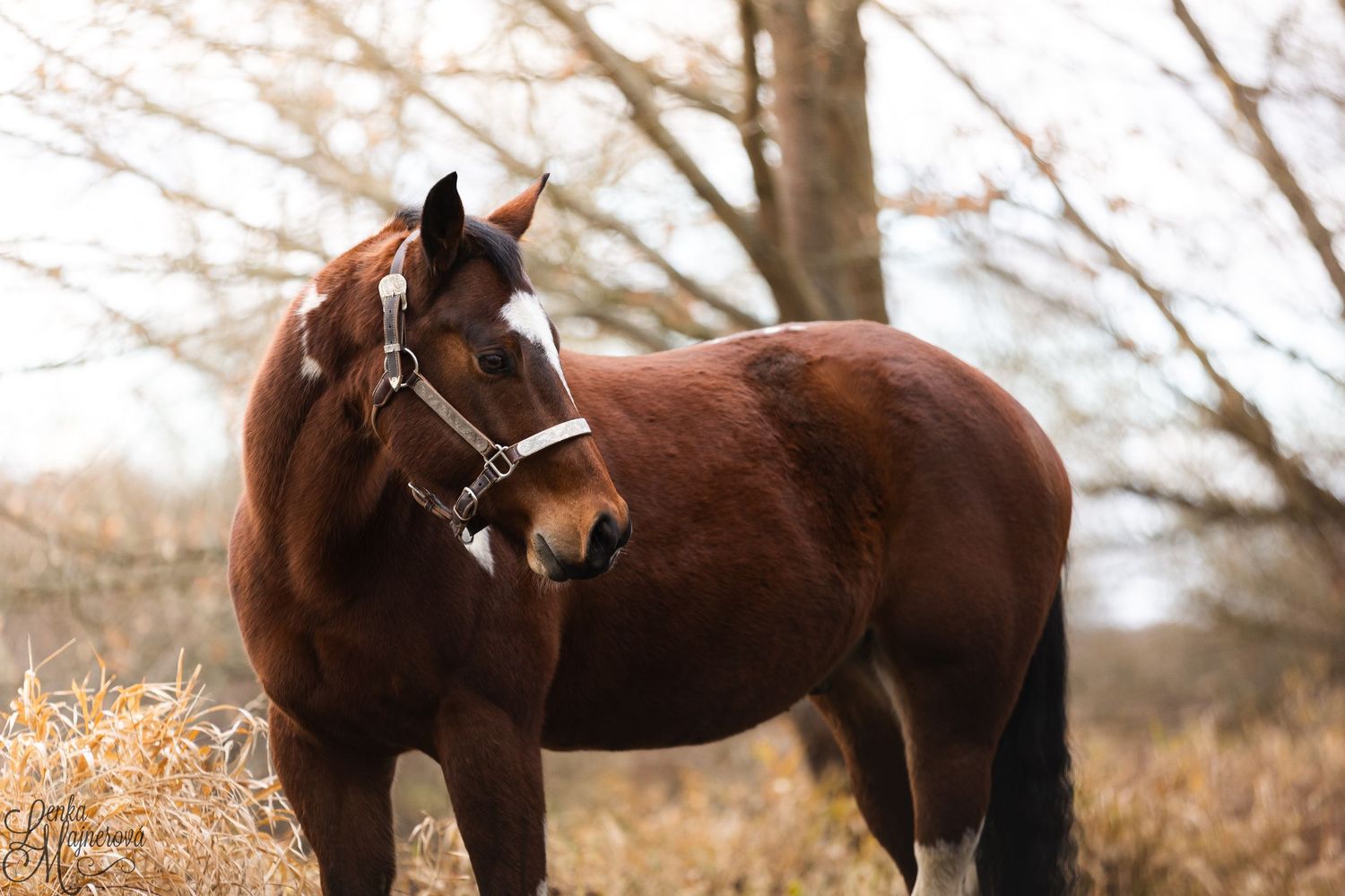 A chestnut horse with white markings stands in a field during autumn with bare trees in the background.