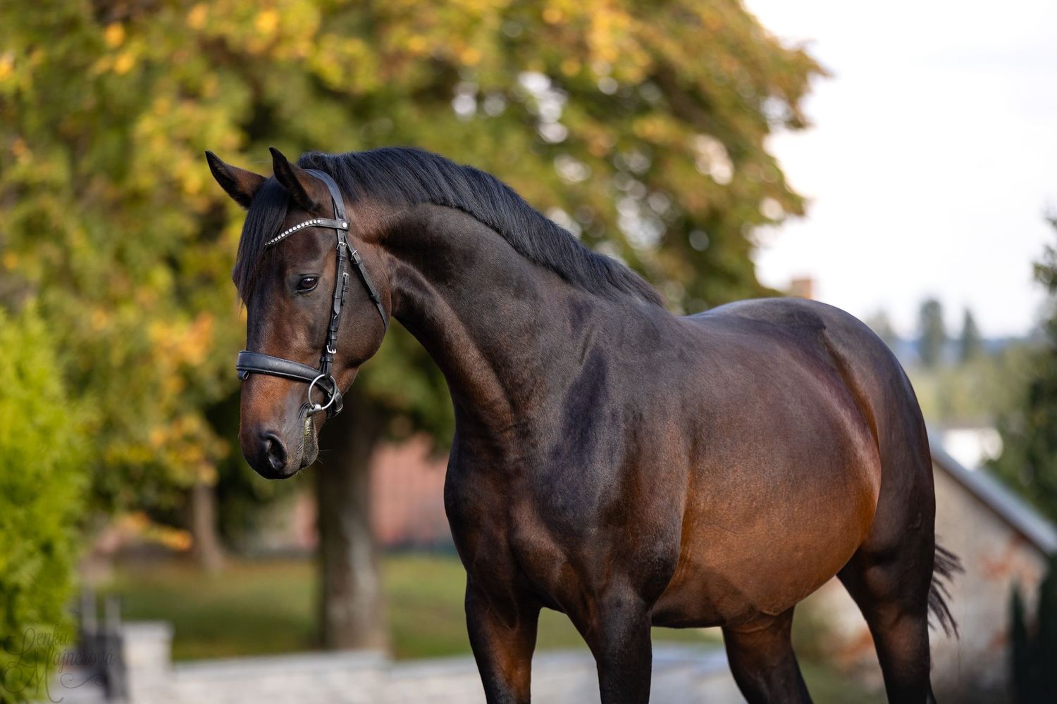 A dark bay horse stands attentively in an outdoor setting with autumn foliage in the background.