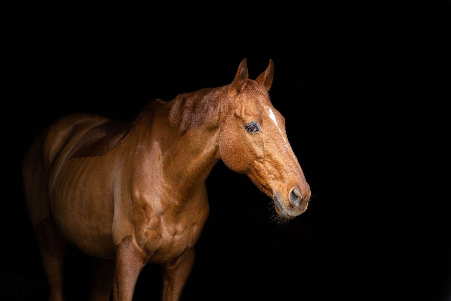 A chestnut horse's profile set against a dramatic black background showing its noble features.