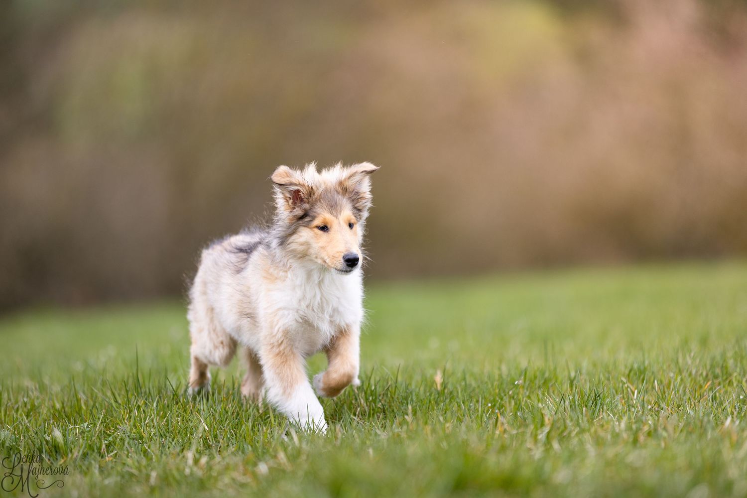 Adorable Shetland Sheepdog puppy with white and sable fur running on green grass in natural outdoor setting.