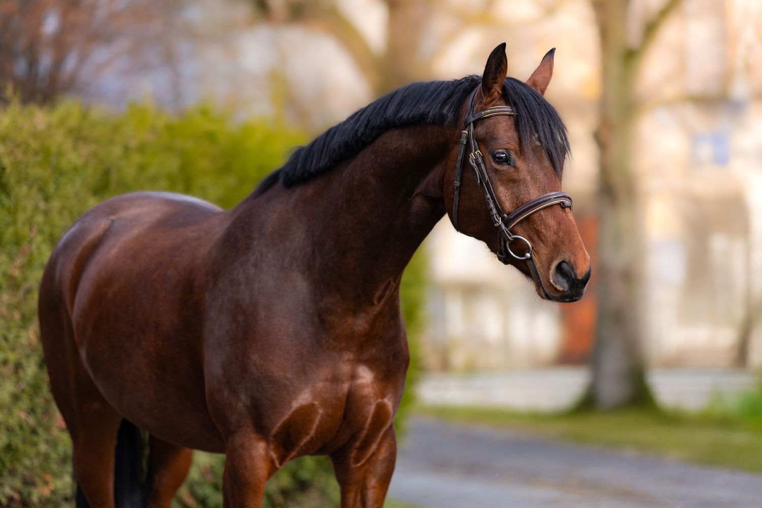 A majestic bay horse stands in profile against a blurred outdoor background showing elegant equine conformation.