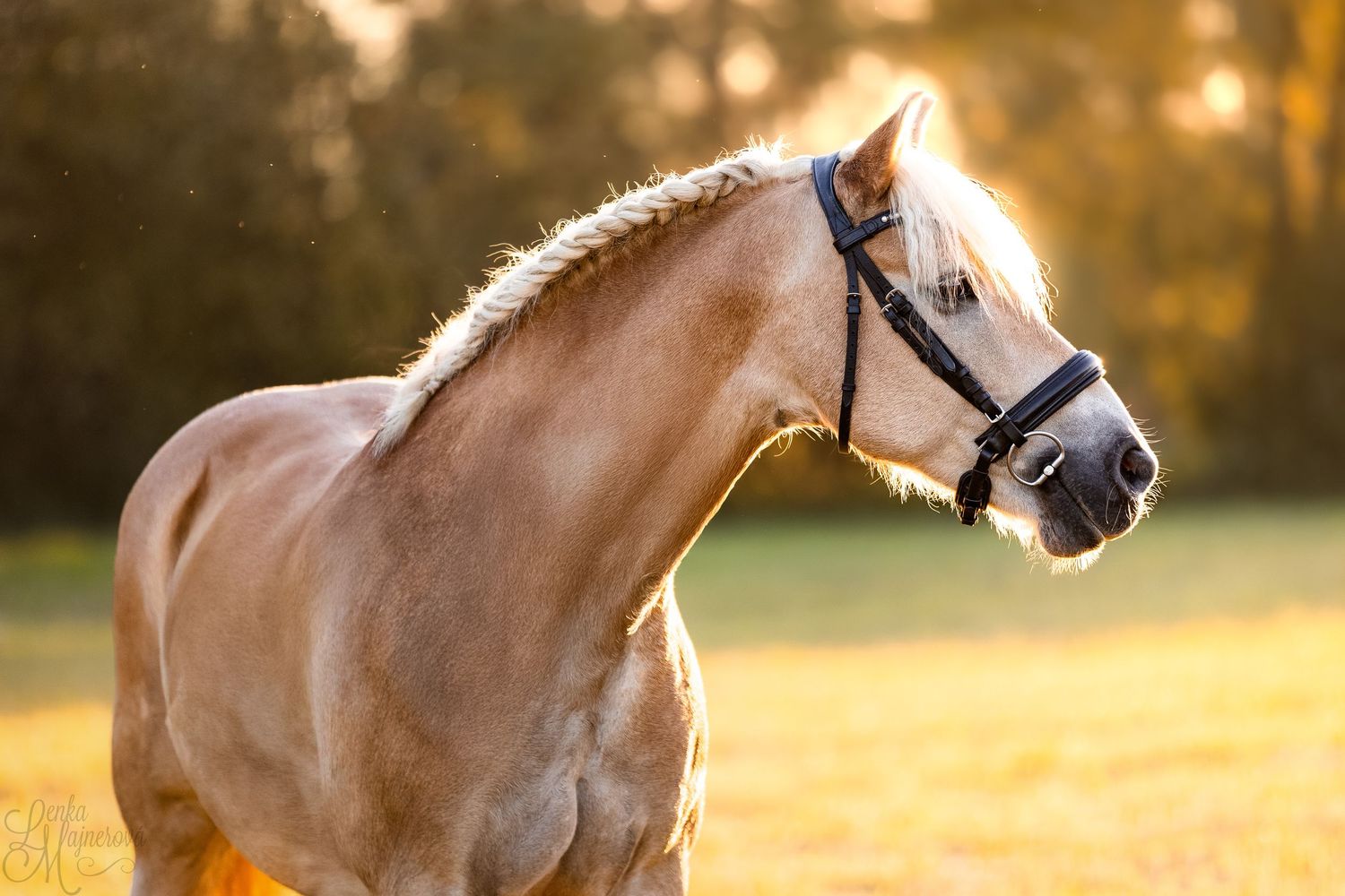 Beautiful palomino horse with white mane backlit by golden sunlight in a field during sunset.