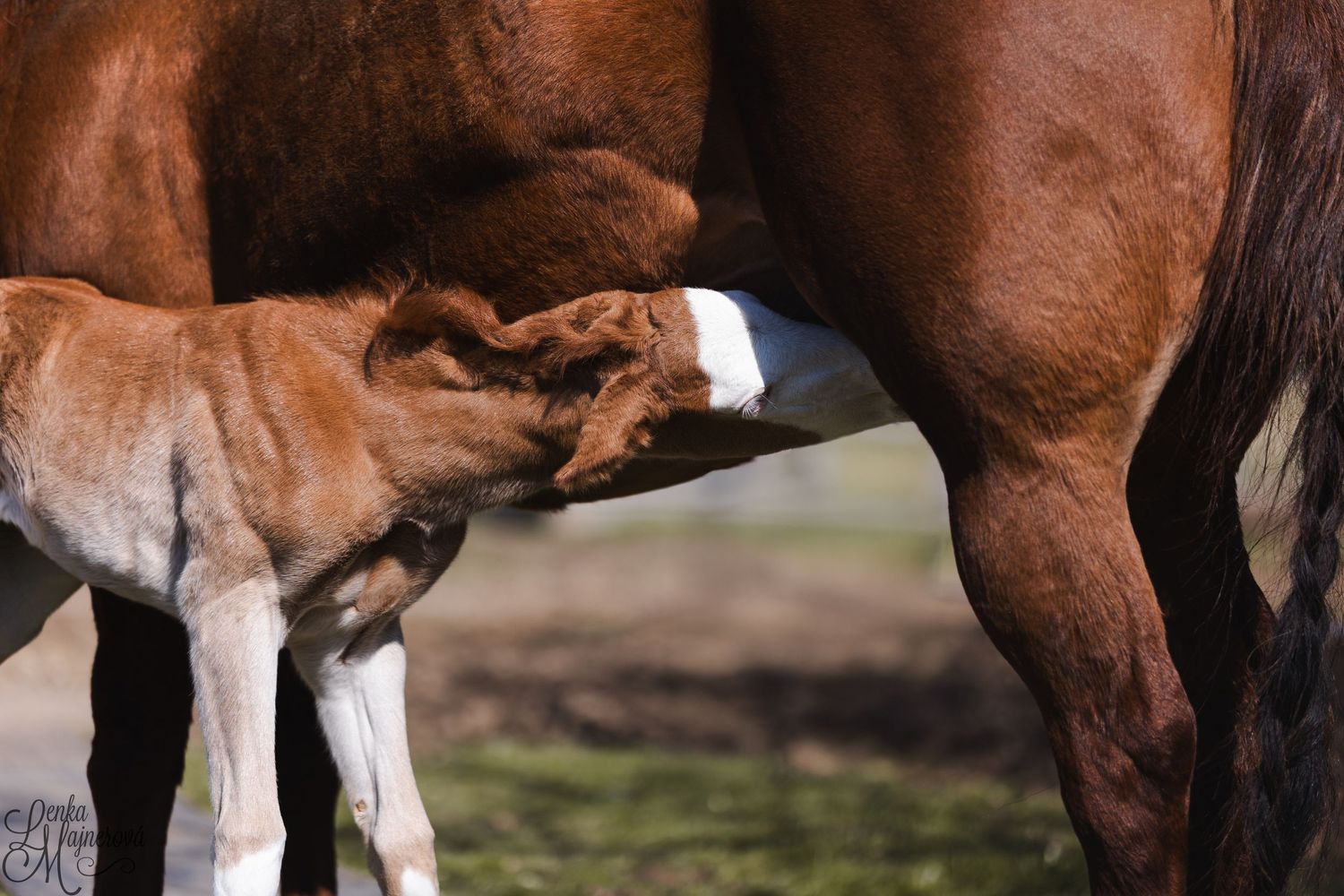 A group of horses stand together in a pasture with their hooves and legs visible against the grass.