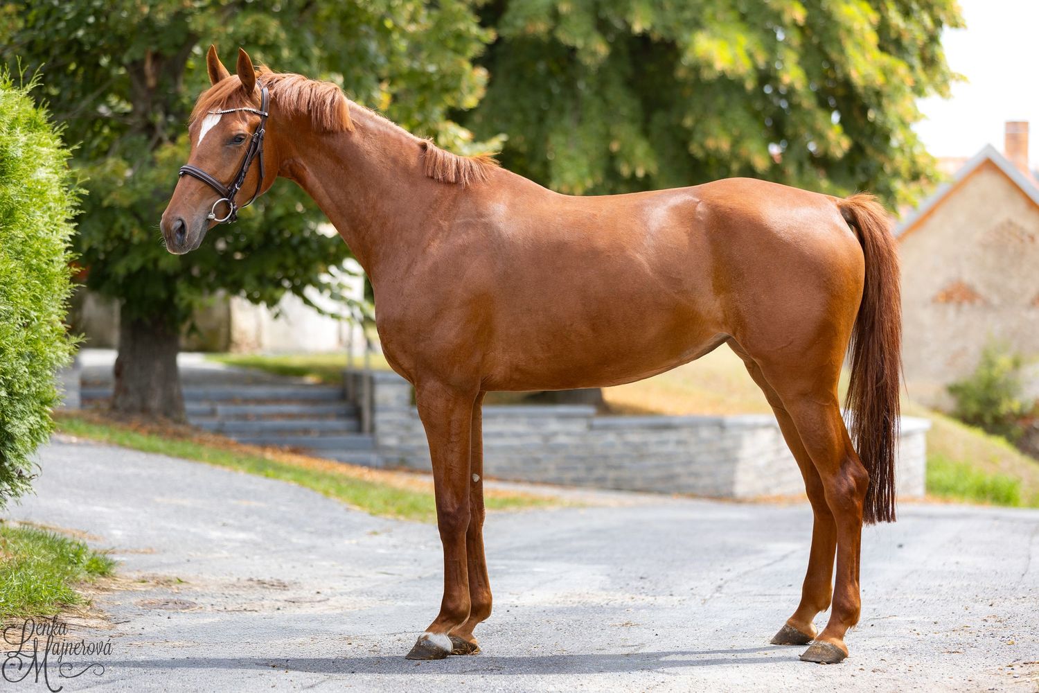 Series of photos depicting a chestnut horse standing and moving in a tree-lined outdoor area.