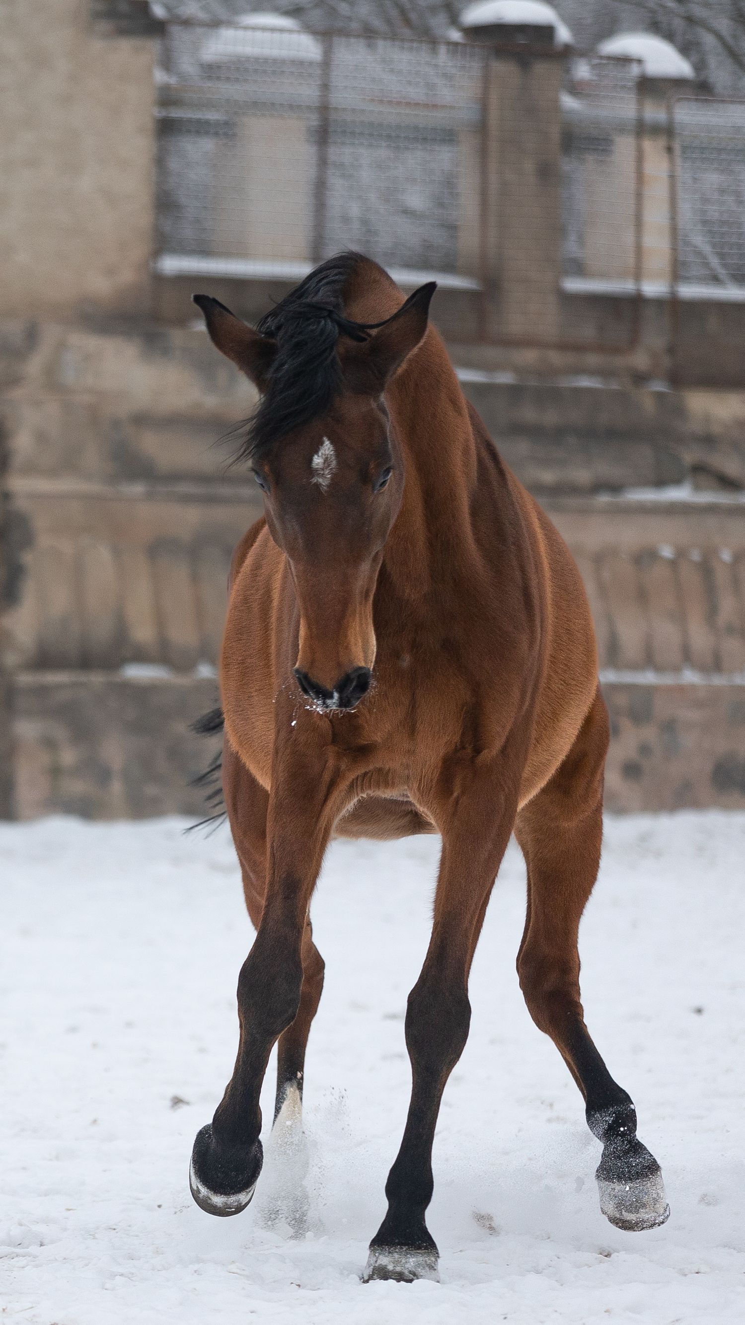 A chestnut horse standing alert in the snow with architectural details behind it.