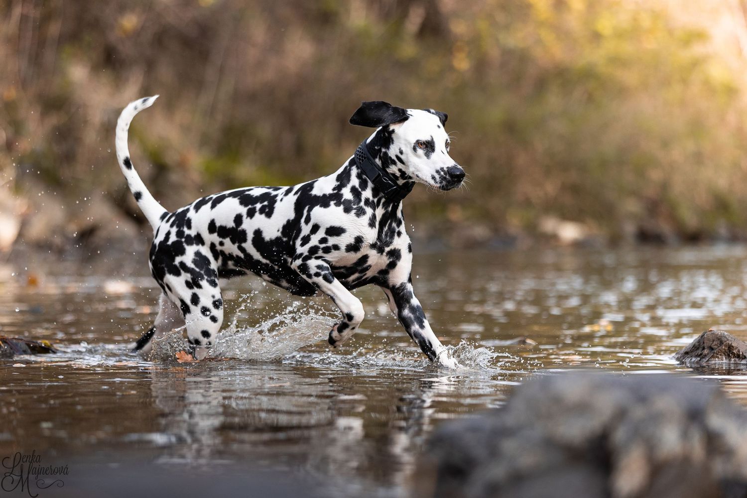 Spotted Dalmatian dog splashing through water with energetic movement.