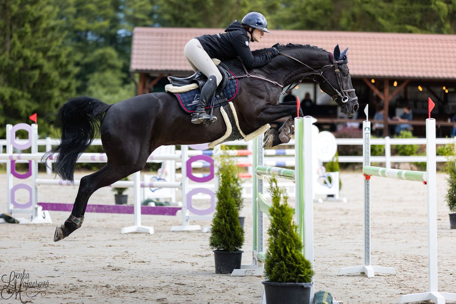 A black horse and rider clearing a jump during an equestrian show jumping competition with decorative plants.