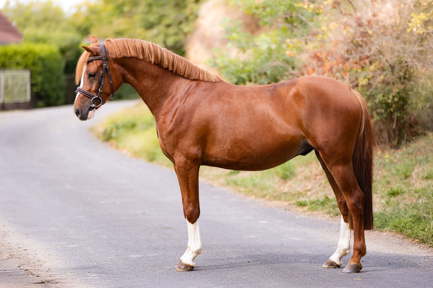 A chestnut horse with white socks stands on a gravel path in autumn scenery.
