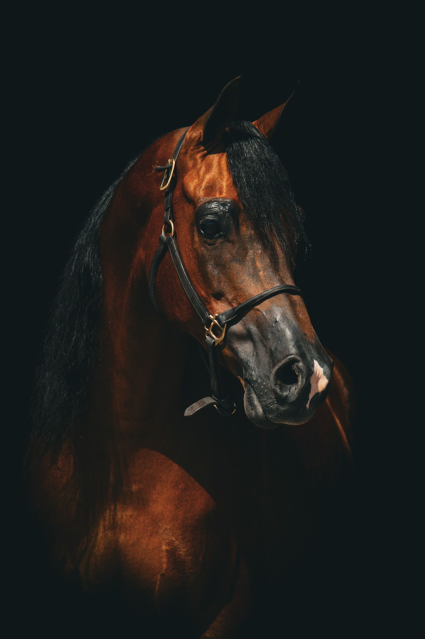A majestic bay horse wearing a bridle poses against a dramatic black background in a stunning portrait.