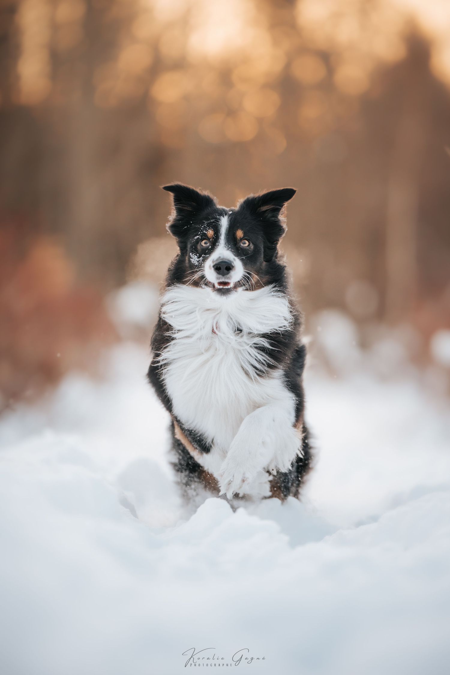 A black and white border collie dog sitting in the snow with a blurred forest background.