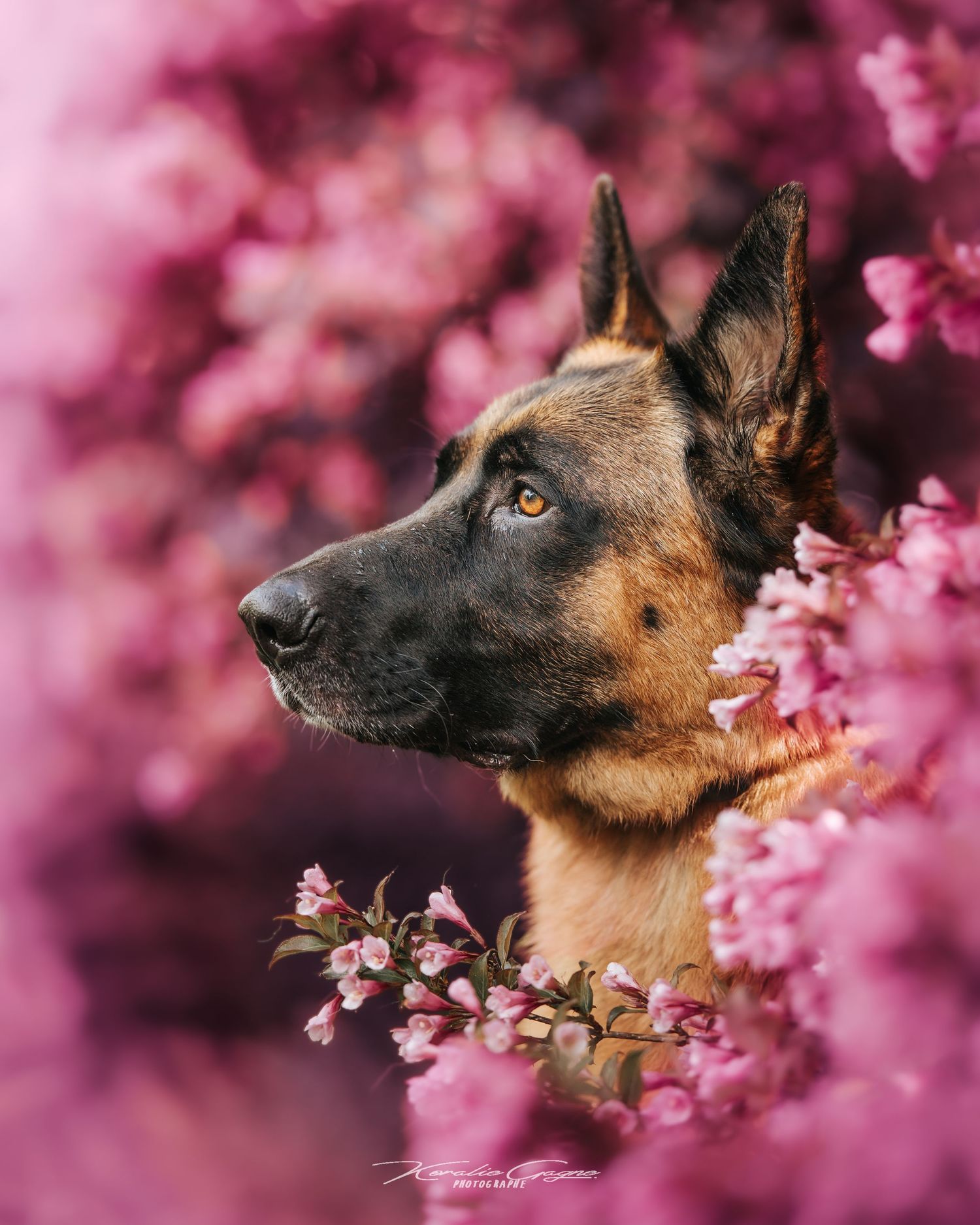 A German shepherd dog stands among pink flowers.