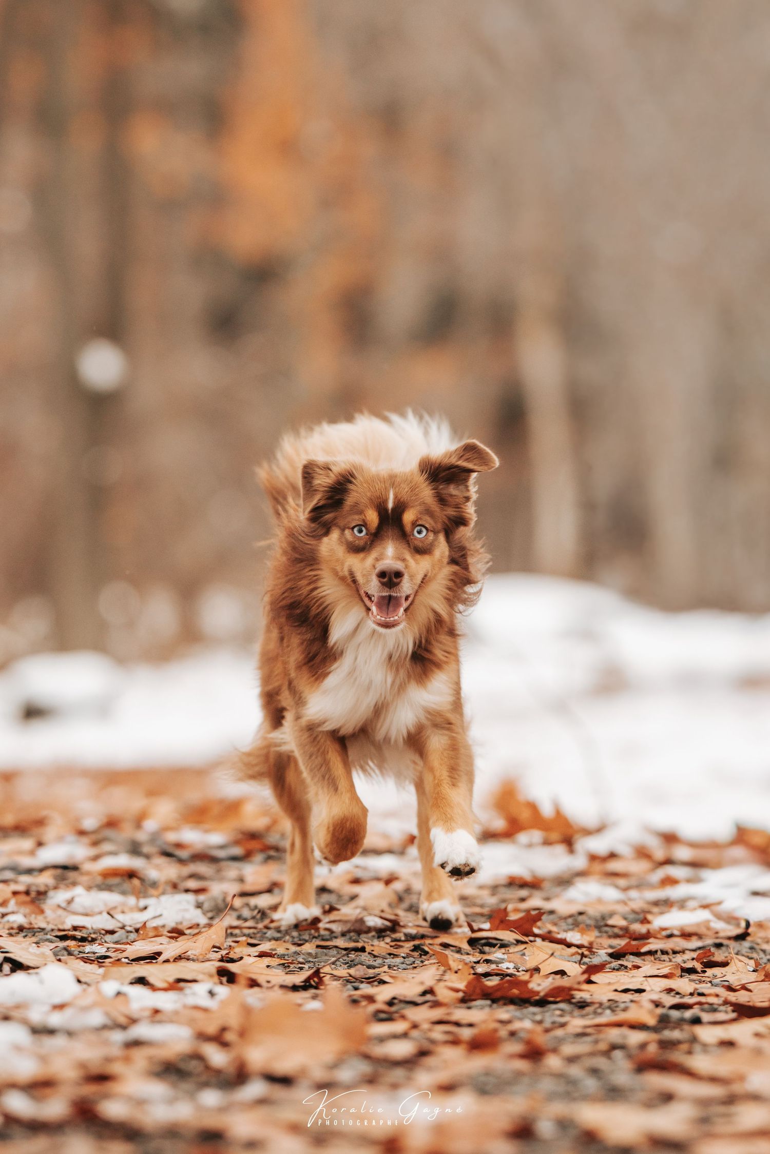 A brown and white border collie dog walking on a path covered in fallen leaves in a snowy forest.