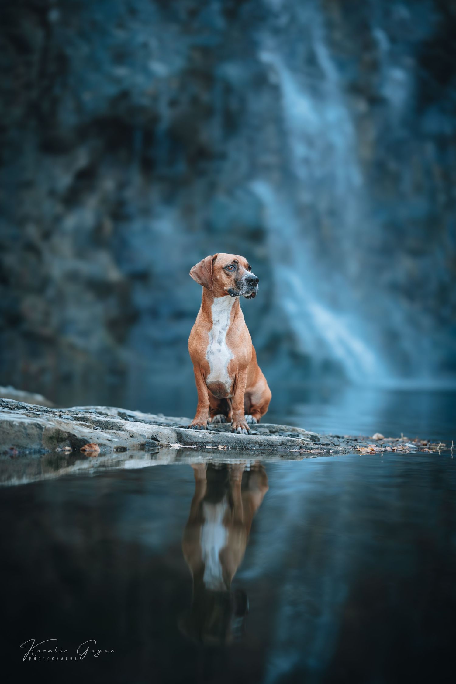 A brown dog sitting on a rock with a waterfall in the background.