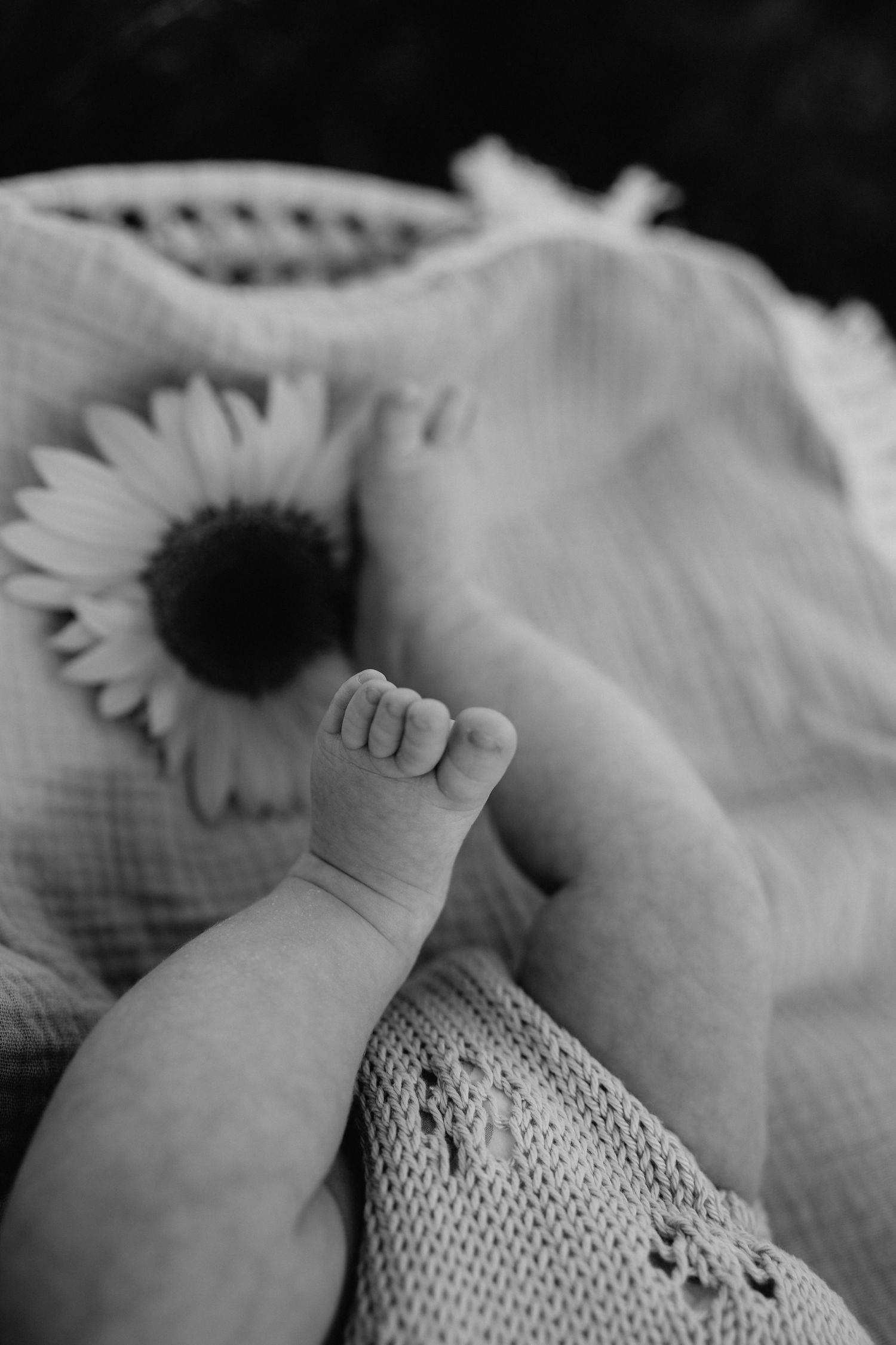 Close-up black and white photo of tiny baby feet next to sunflower.