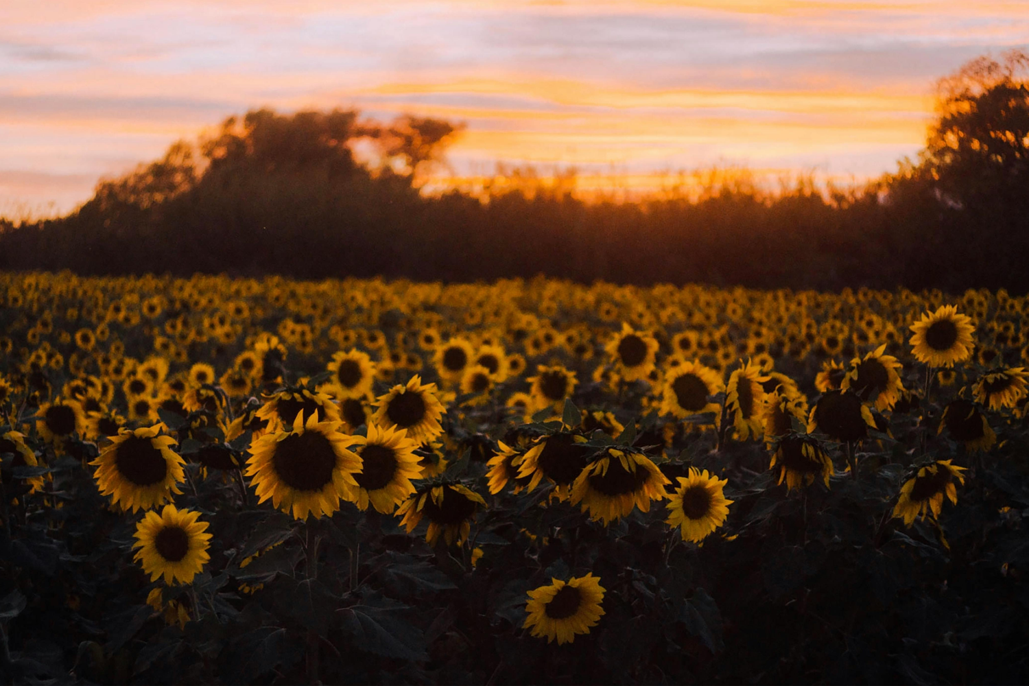 A panoramic view of a golden sunflower field at sunset with vibrant orange sky and silhouetted mountains in the background.