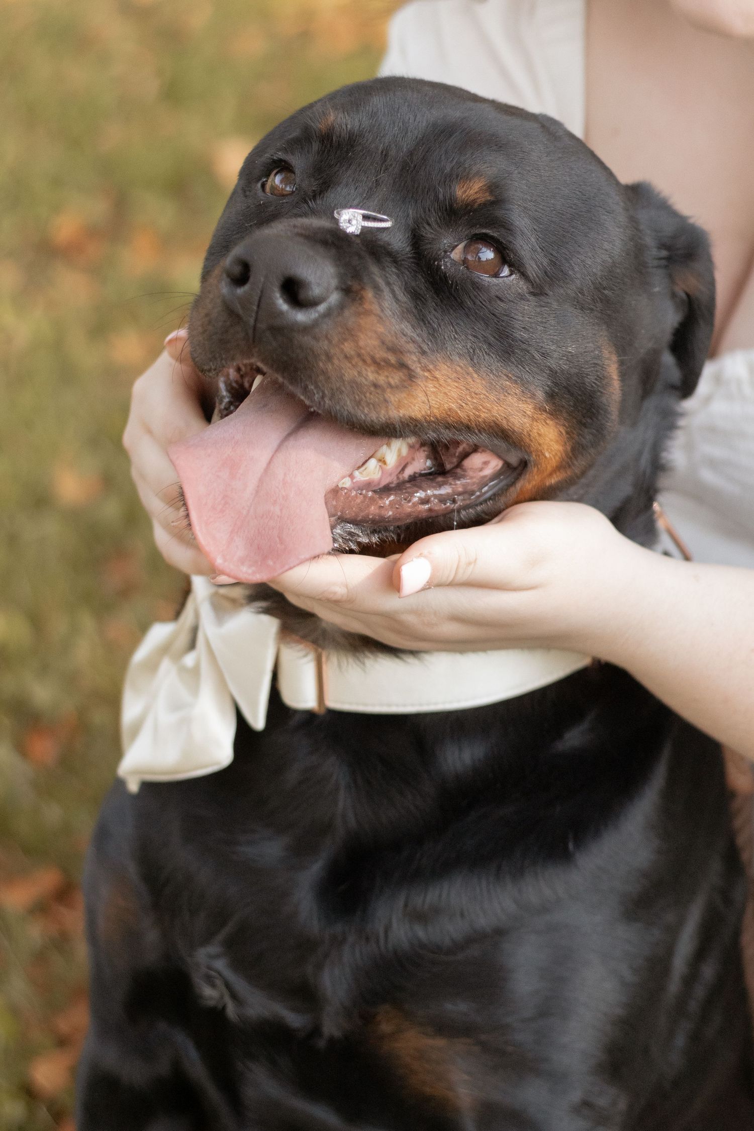 A happy Rottweiler with tongue out wearing a white bow tie, held gently by a person outdoors.