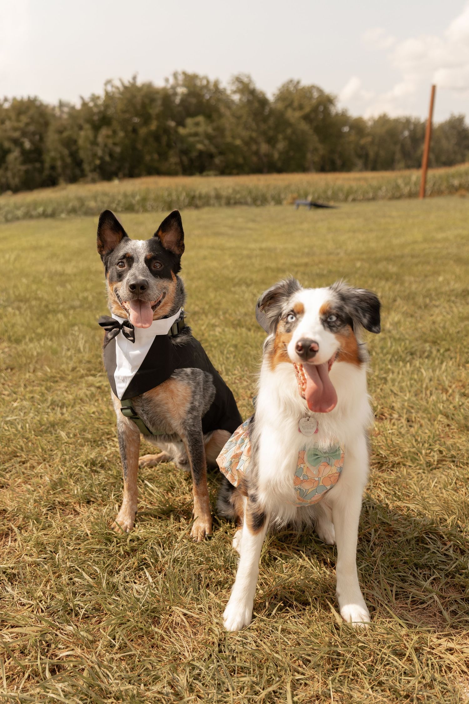 Two dressed-up dogs, an Australian Shepherd and Blue Heeler, wearing bow ties sit on grass at an outdoor wedding.