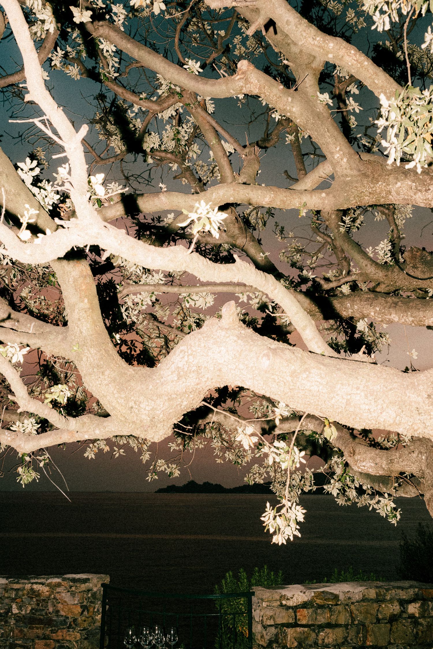 Illuminated tree branches with white flowers against a dark night sky, stone wall visible below.