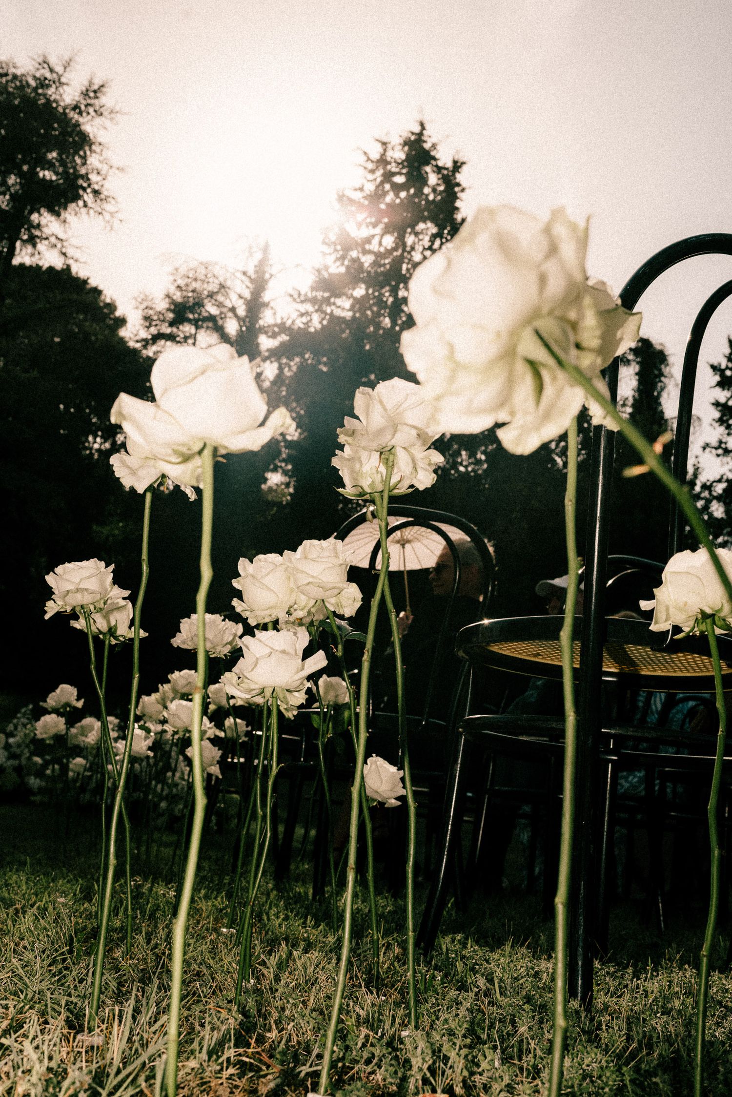 White roses on tall stems arranged outdoors at dusk, with dark chairs and trees in the background.