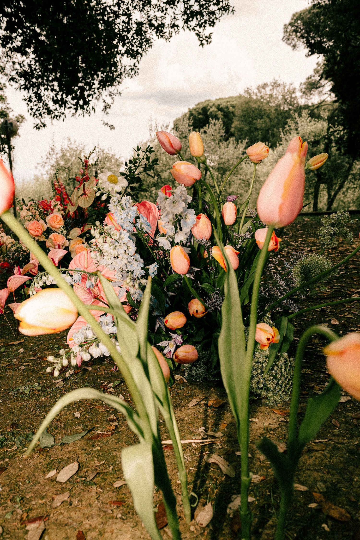 Pink and orange tulips bloom in a rustic garden setting with trees and mixed wildflowers in soft natural light.