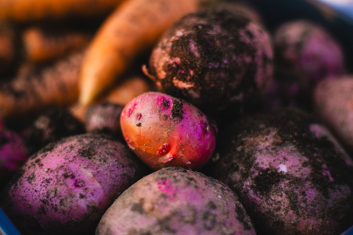Fresh purple and red potatoes with dirt still clinging to their skins in macro detail.