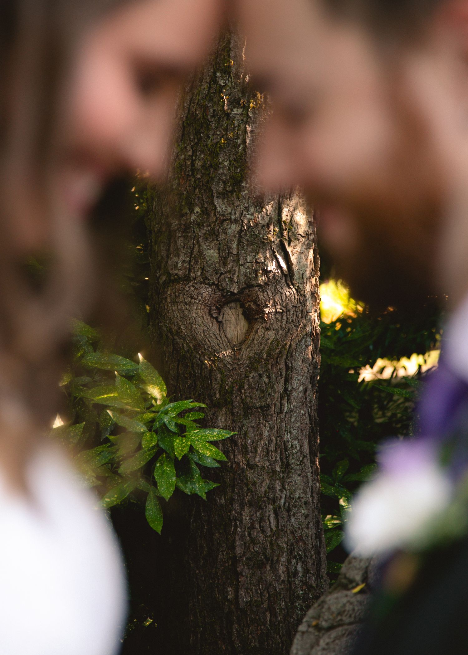 Rustic tree trunk with green leaves and soft bokeh lighting in background.