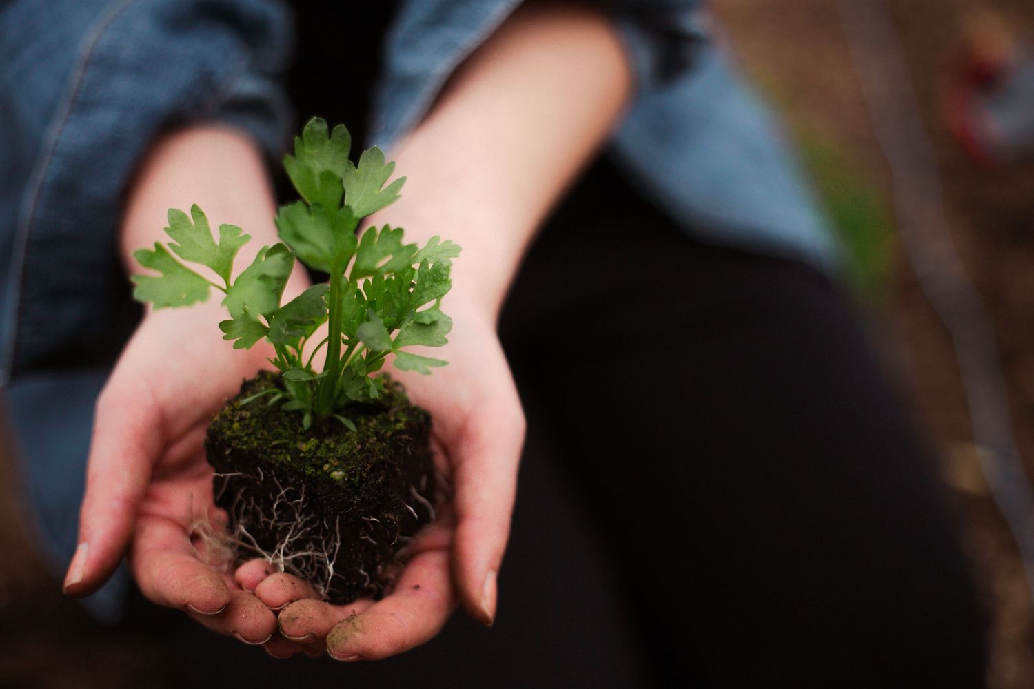 Hands holding a small plant seedling with fresh soil and roots.