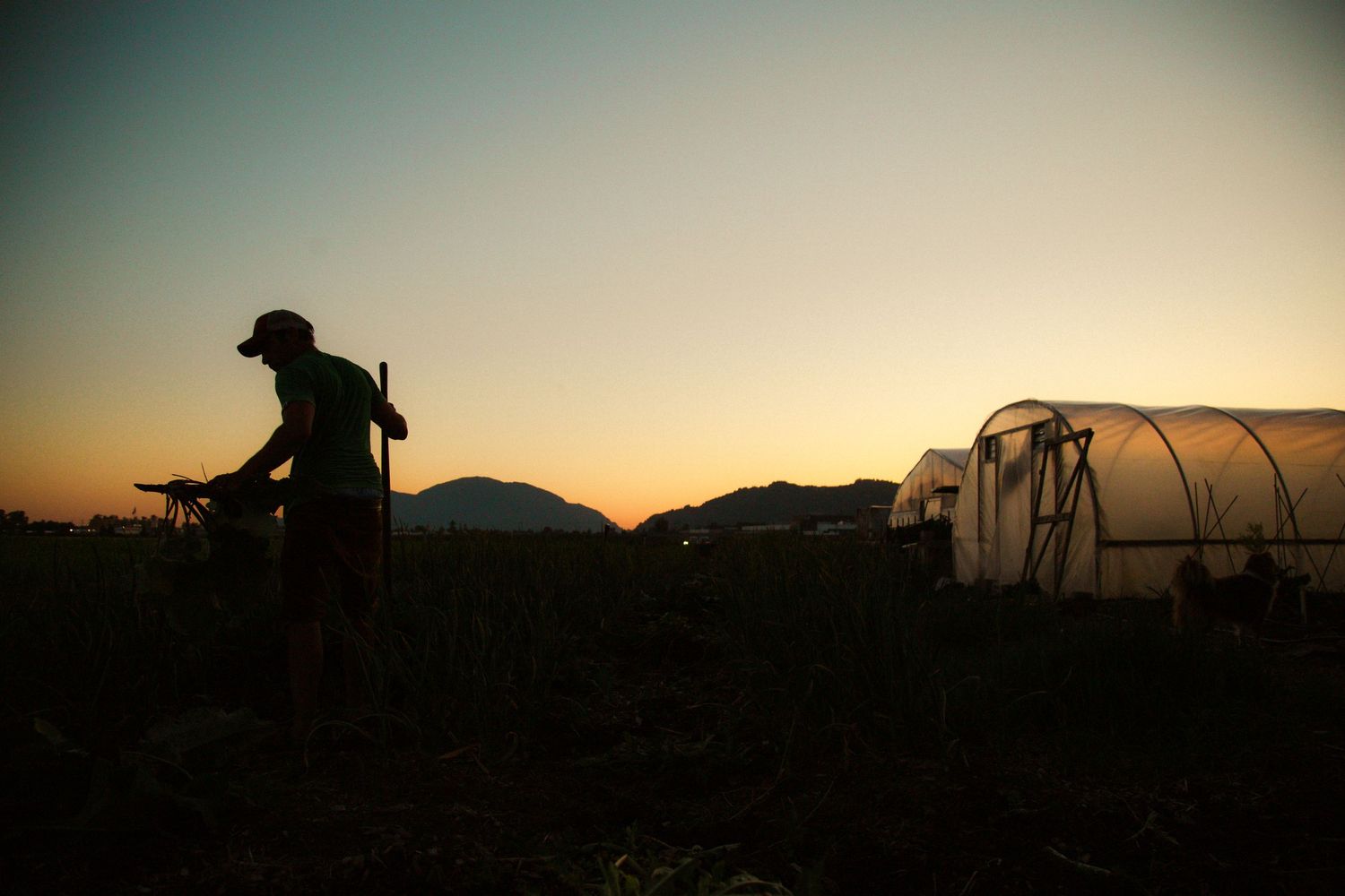 Silhouetted farmer working in field at sunset with greenhouse in background.