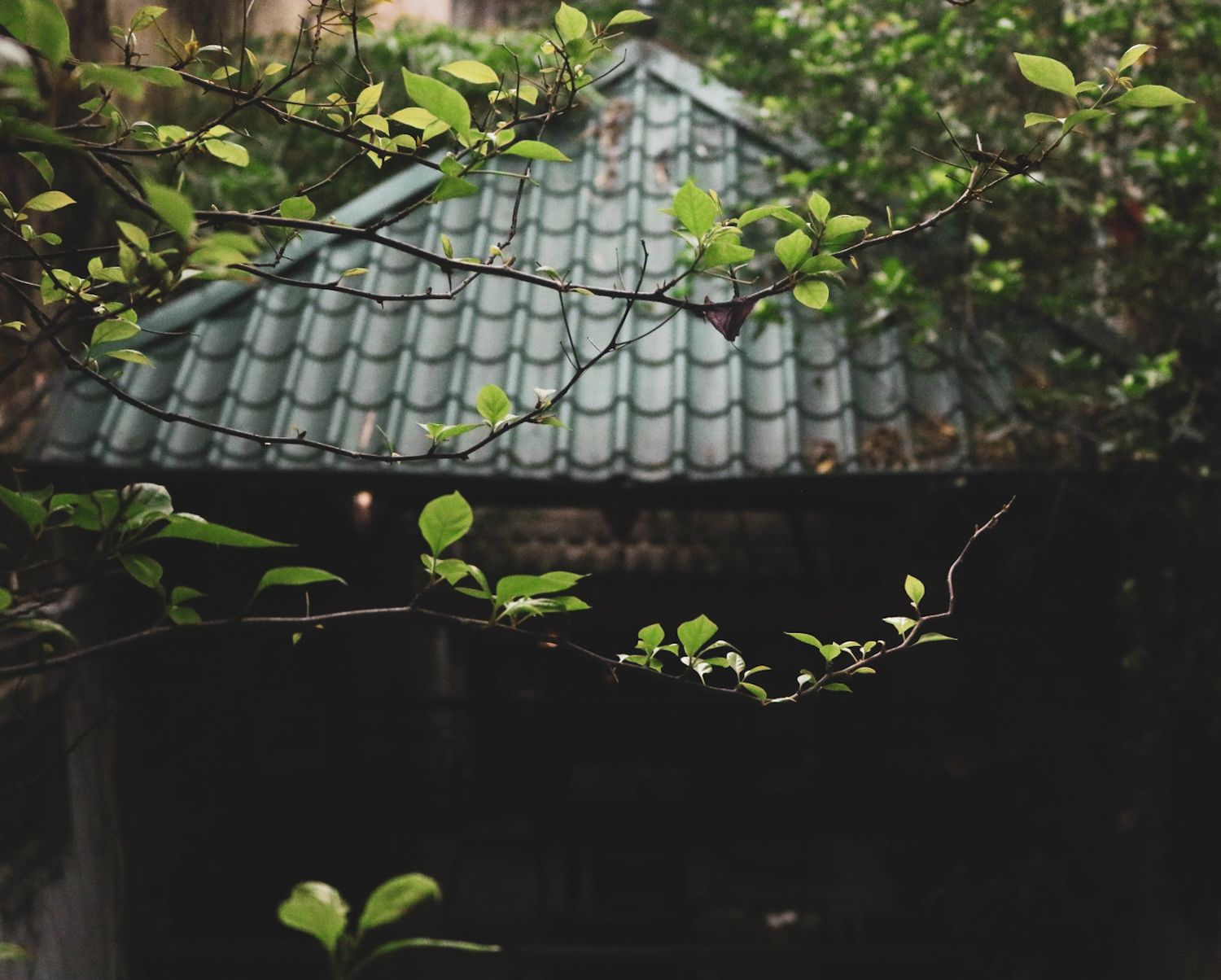 A traditional tiled roof peeks through green foliage in a garden setting.