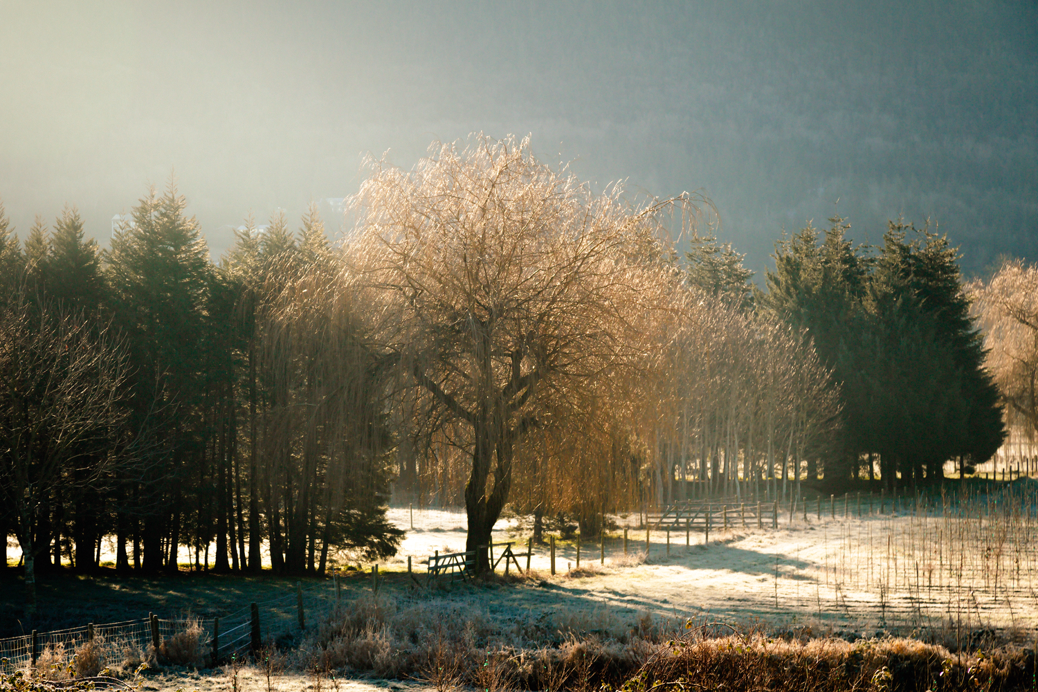 A frosty winter landscape with sunlit trees and snow covered ground on a cold morning.