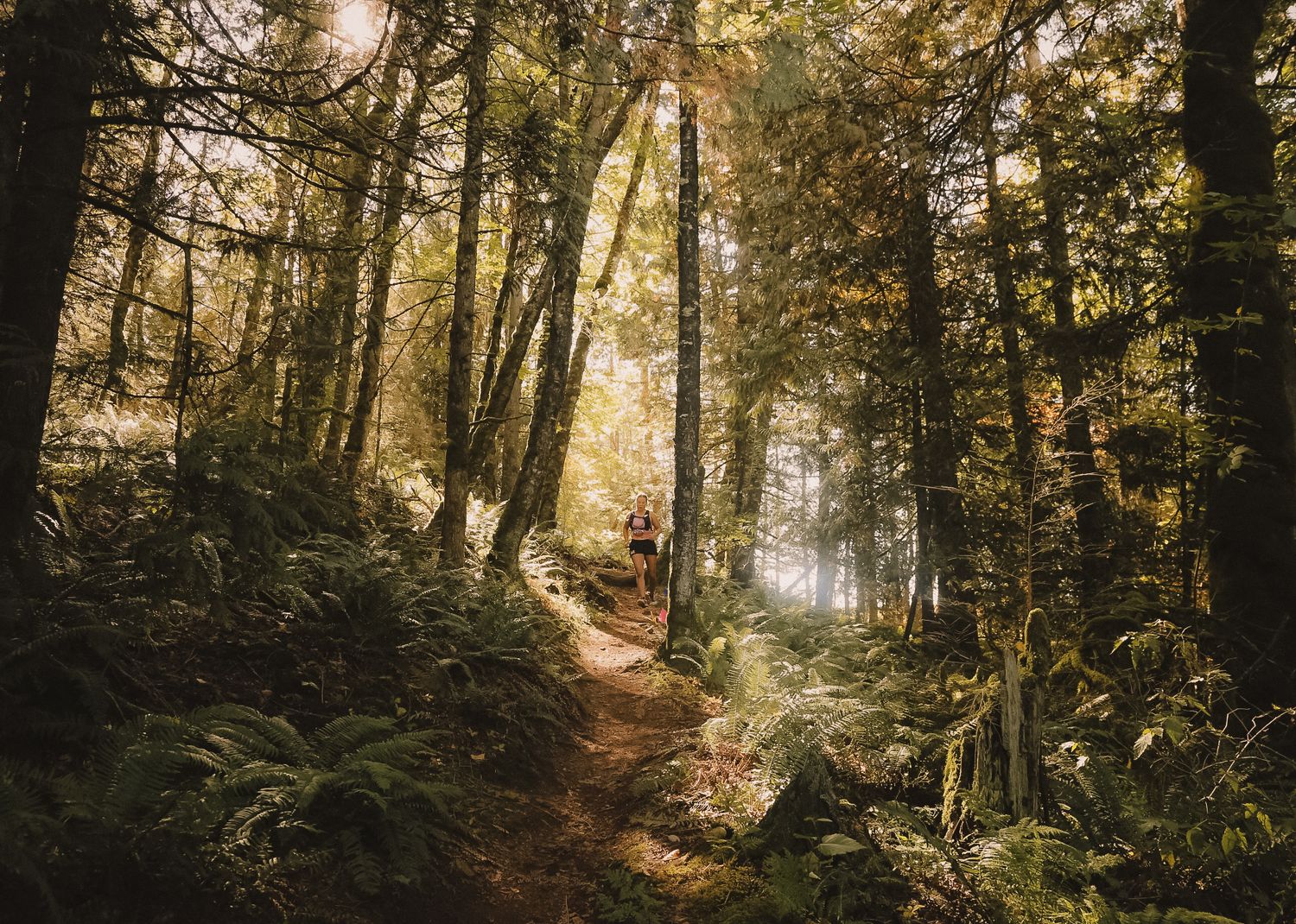 Sunlit forest trail winding through tall trees with ferns and undergrowth.