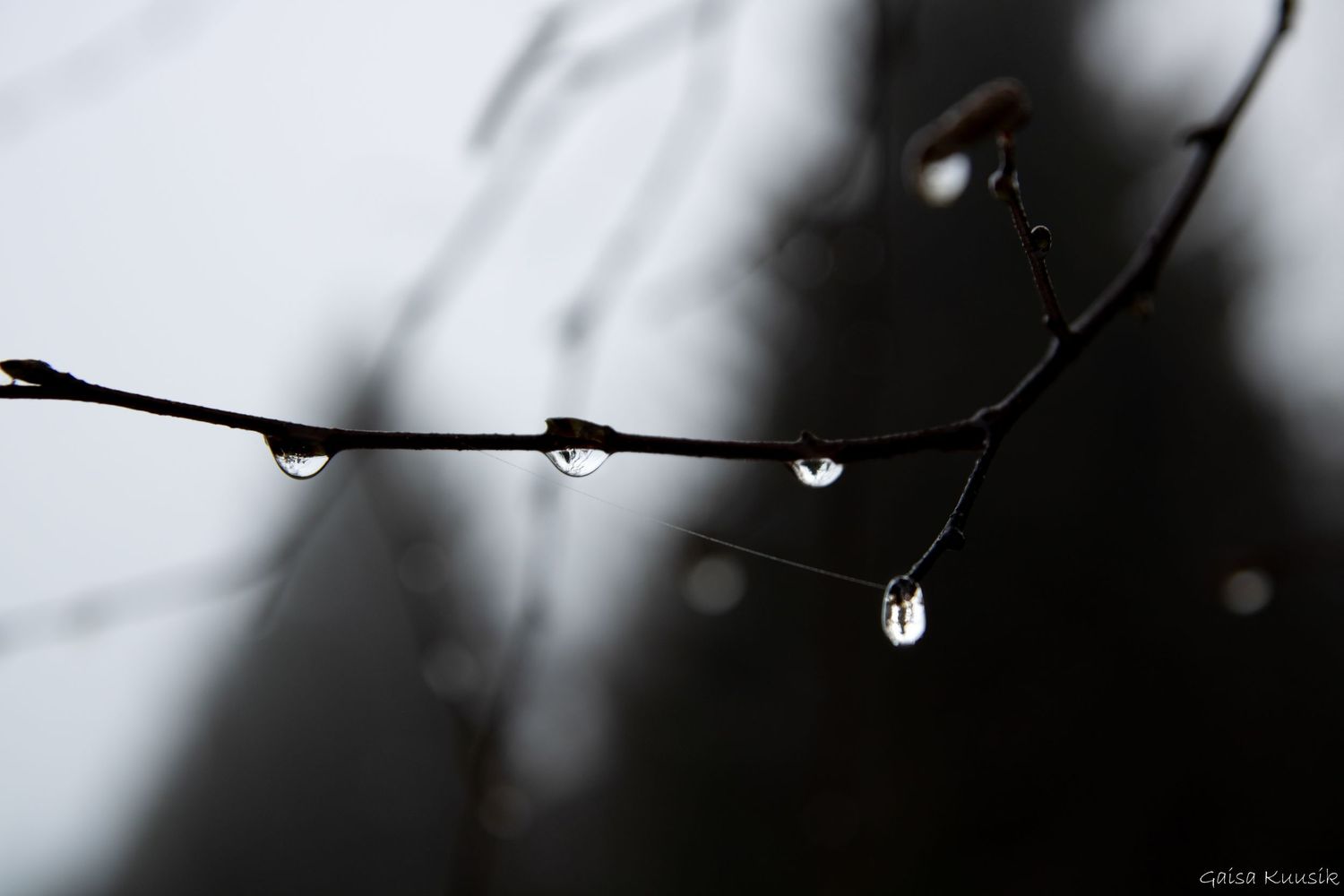 GaisaArt_Loodusfoto_Raplamaa_tilgad_Raplamaal_Harjumaal