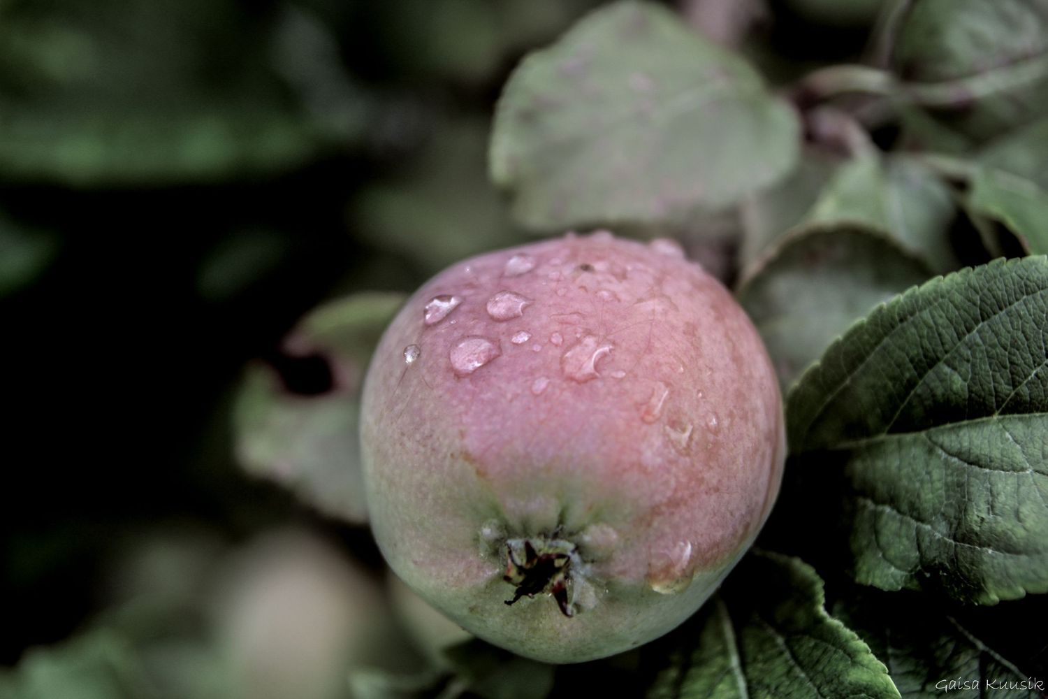 Loodusfoto_õun_piisad_GaisaArt_Raplamaa