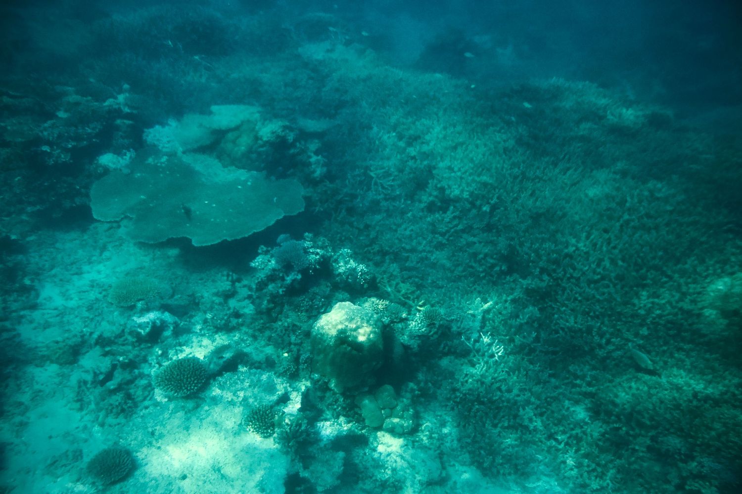 Underwater coral reef scene with vibrant turquoise water and scattered marine life in tropical waters.
